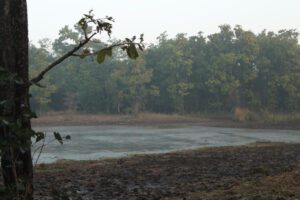 God Of Small Things - Tadoba