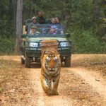 Kanha – Tiger Land