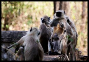 RANTHAMBORE 2