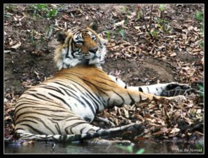 RANTHAMBORE