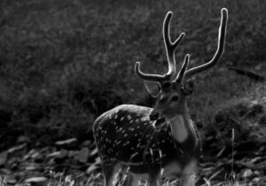 Regal Ranthambore