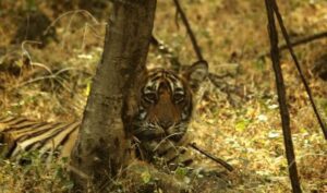 Regal Ranthambore