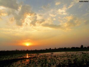 Tadoba – Big Cat Diaries