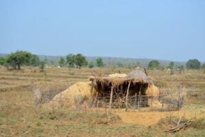 Tadoba – Big Cat Diaries 5