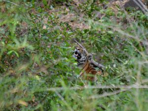 Tadoba – Big Cat Diaries 6