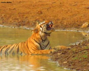 Tadoba – Big Cat Diaries 7