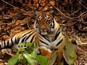 Tadoba-big cat diaries 2