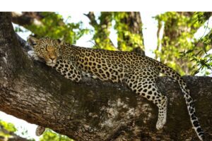 Tadoba-big cat diaries